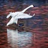 Incoming Swan_28751